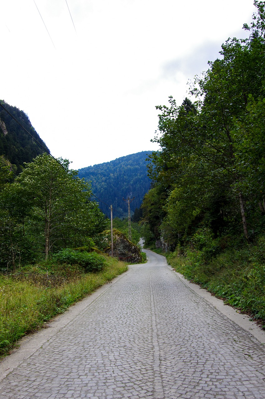 road  forest  travel free photo