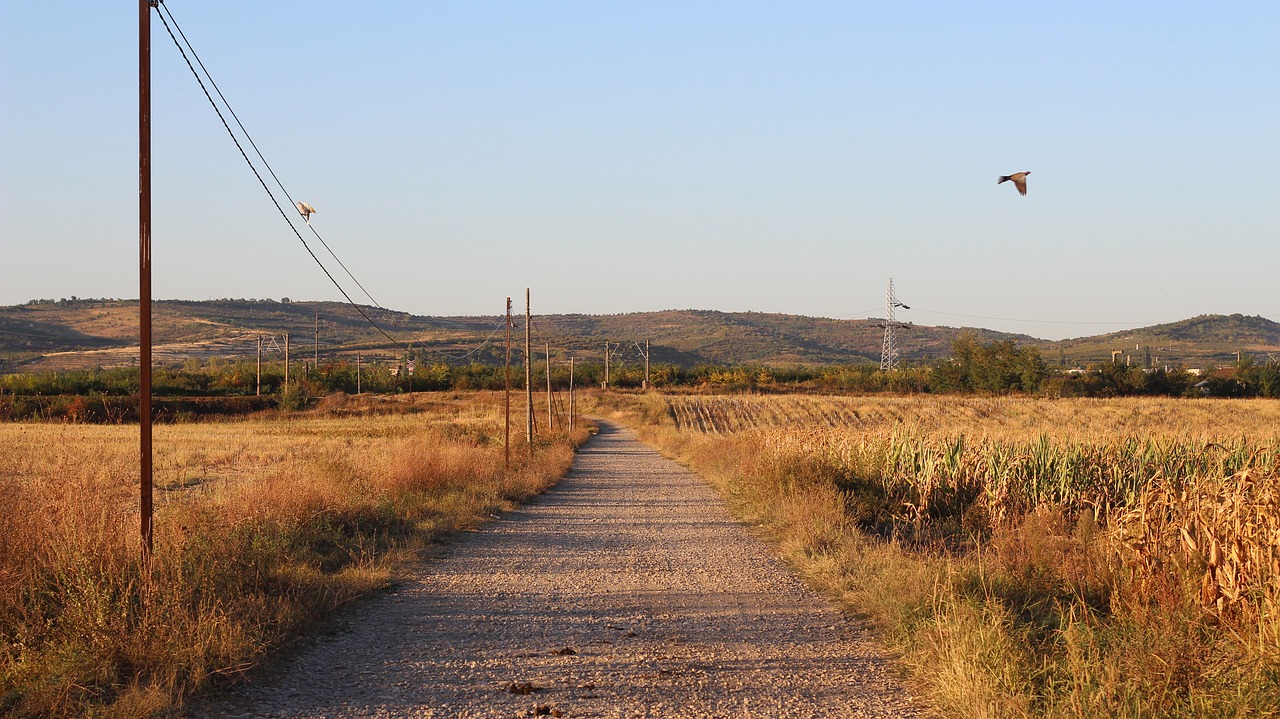 road  birds  animals free photo