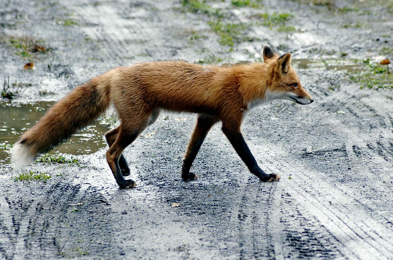 road fox red free photo