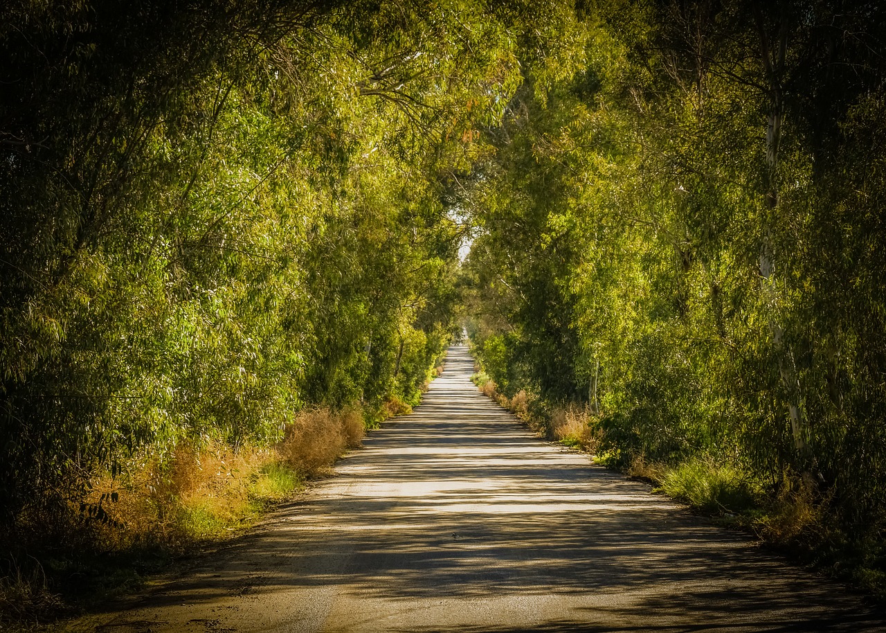 road  trees  tunnel free photo