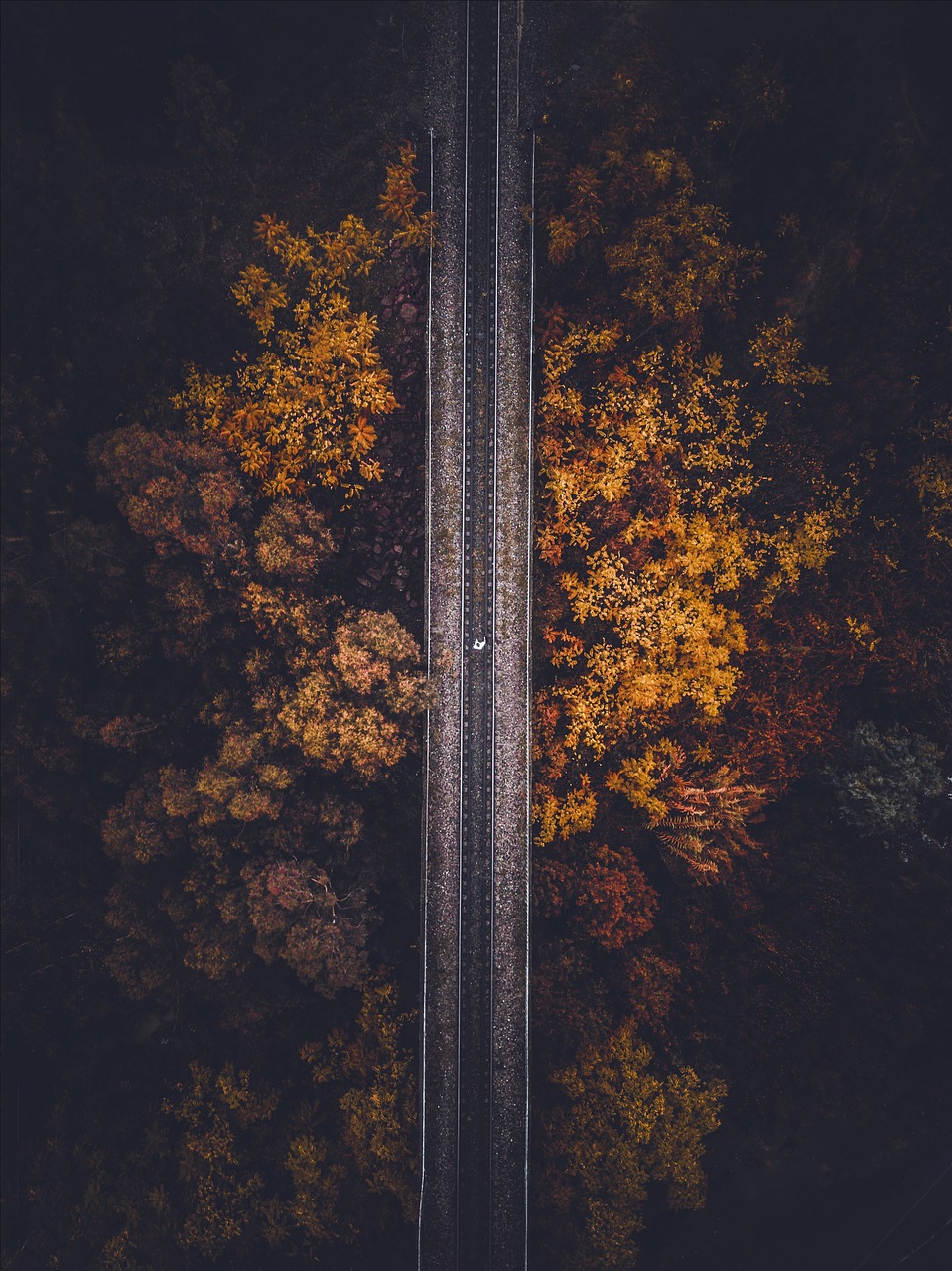 road  autumn  landscape free photo