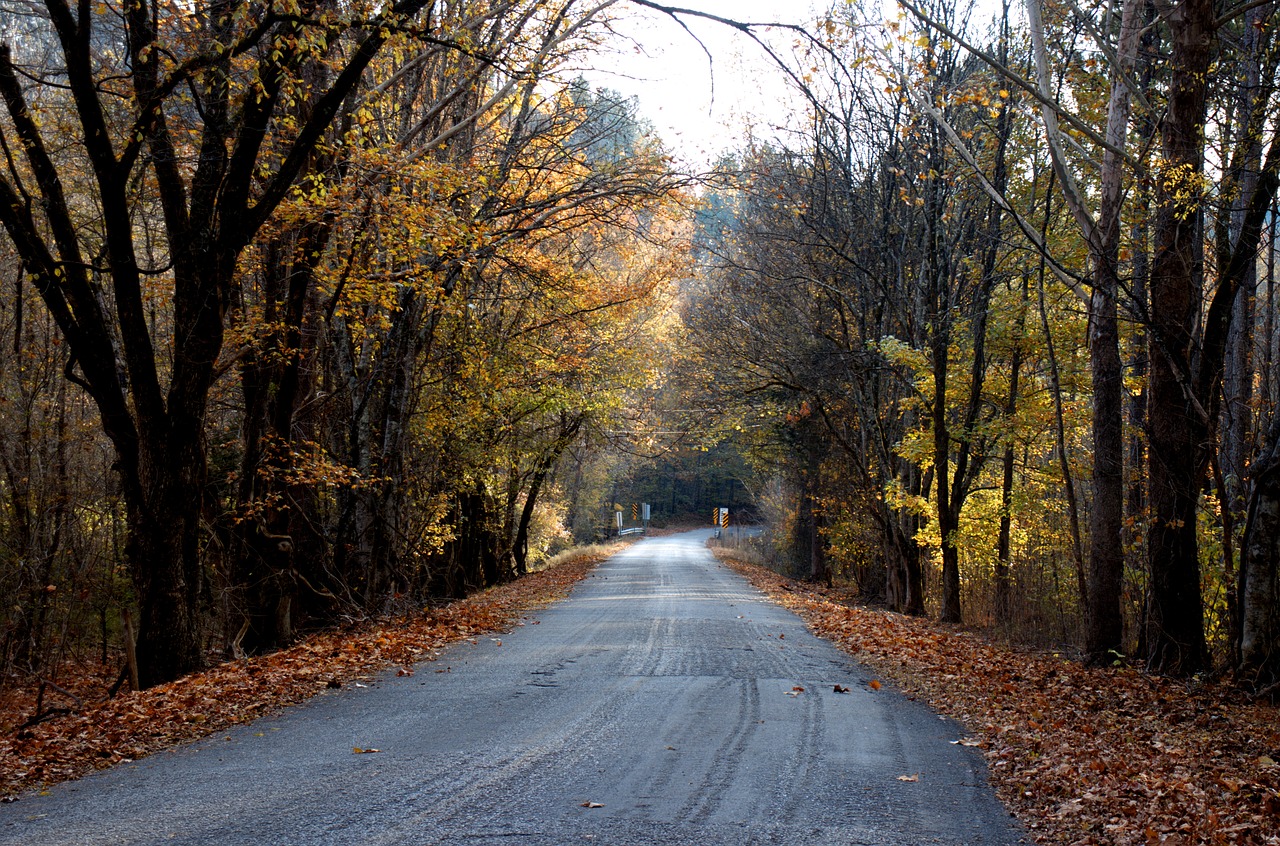 road  tree  landscape free photo