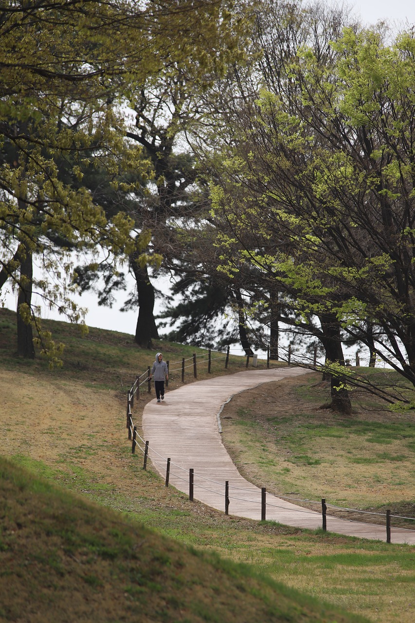 road  curve  forest free photo