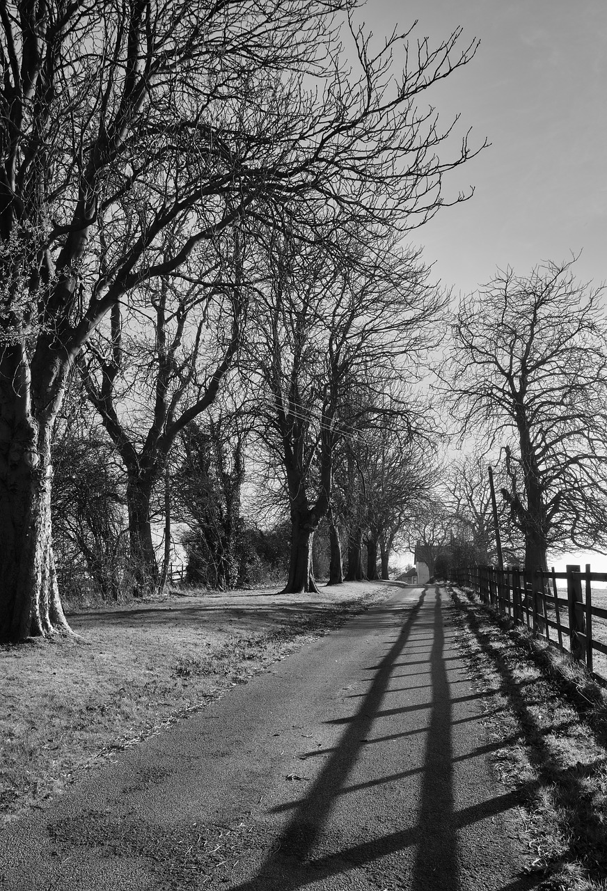 road  leading lines  trees free photo