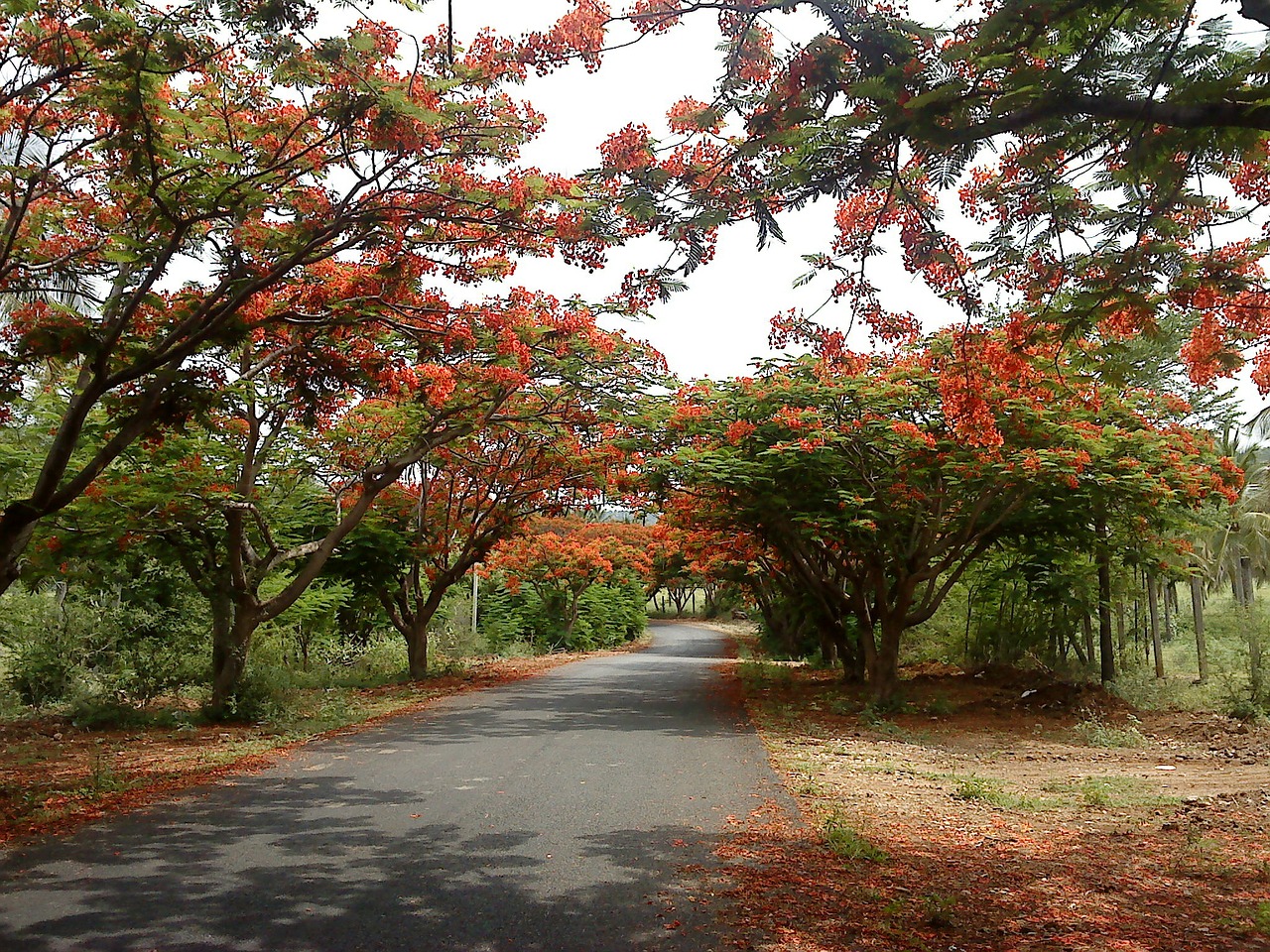 road alley flowering trees free photo