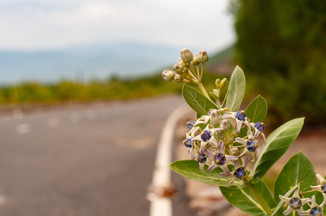 road  flower  nha trang free photo