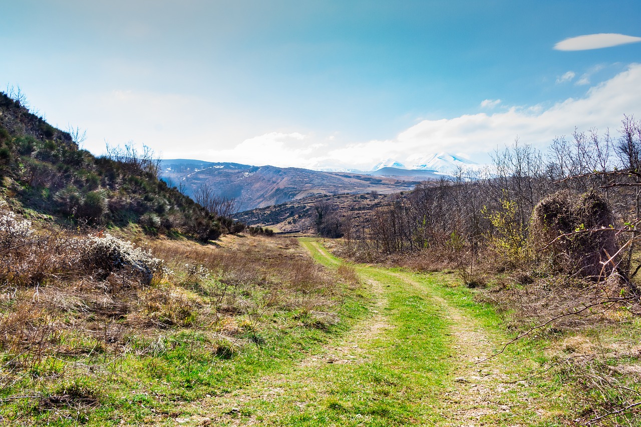 road  green  nature free photo