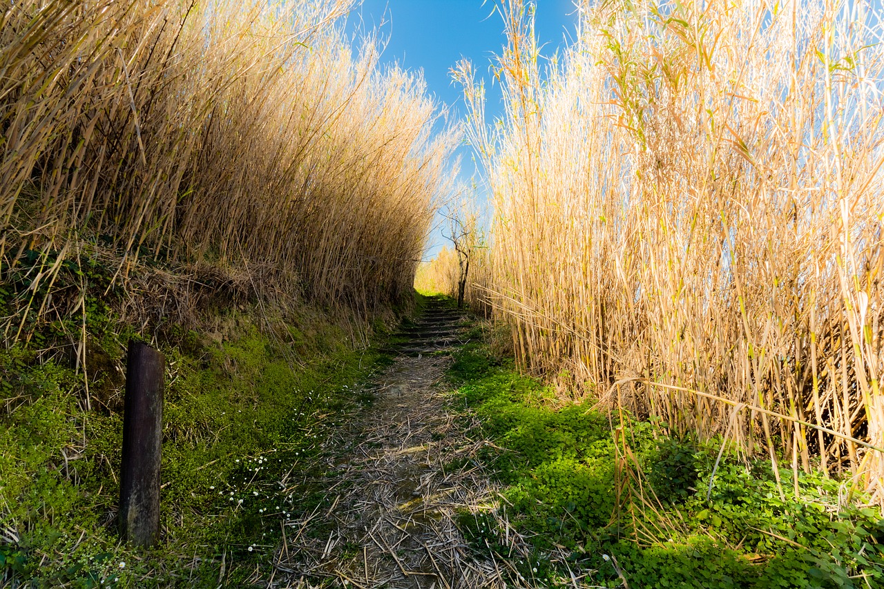 road  green  nature free photo