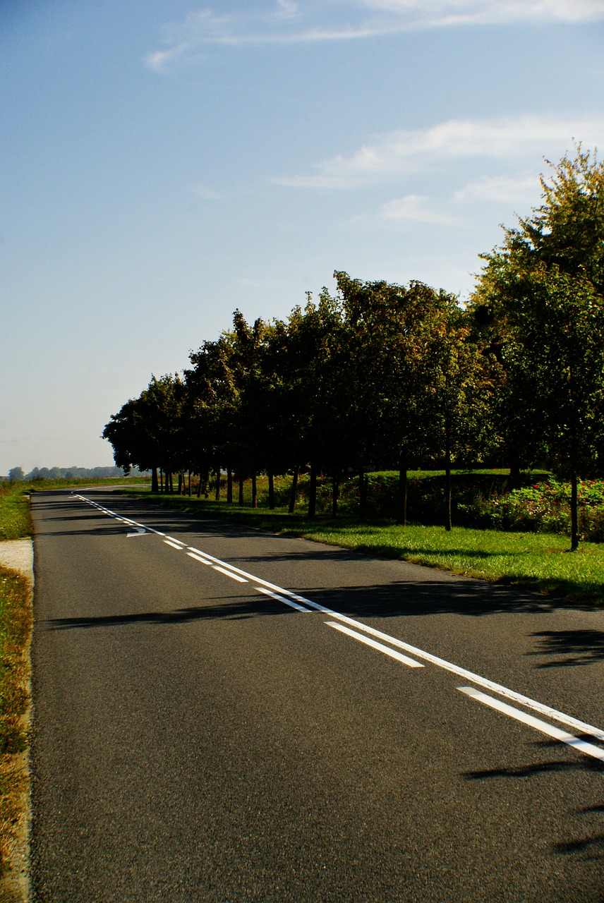 road landscape tree free photo