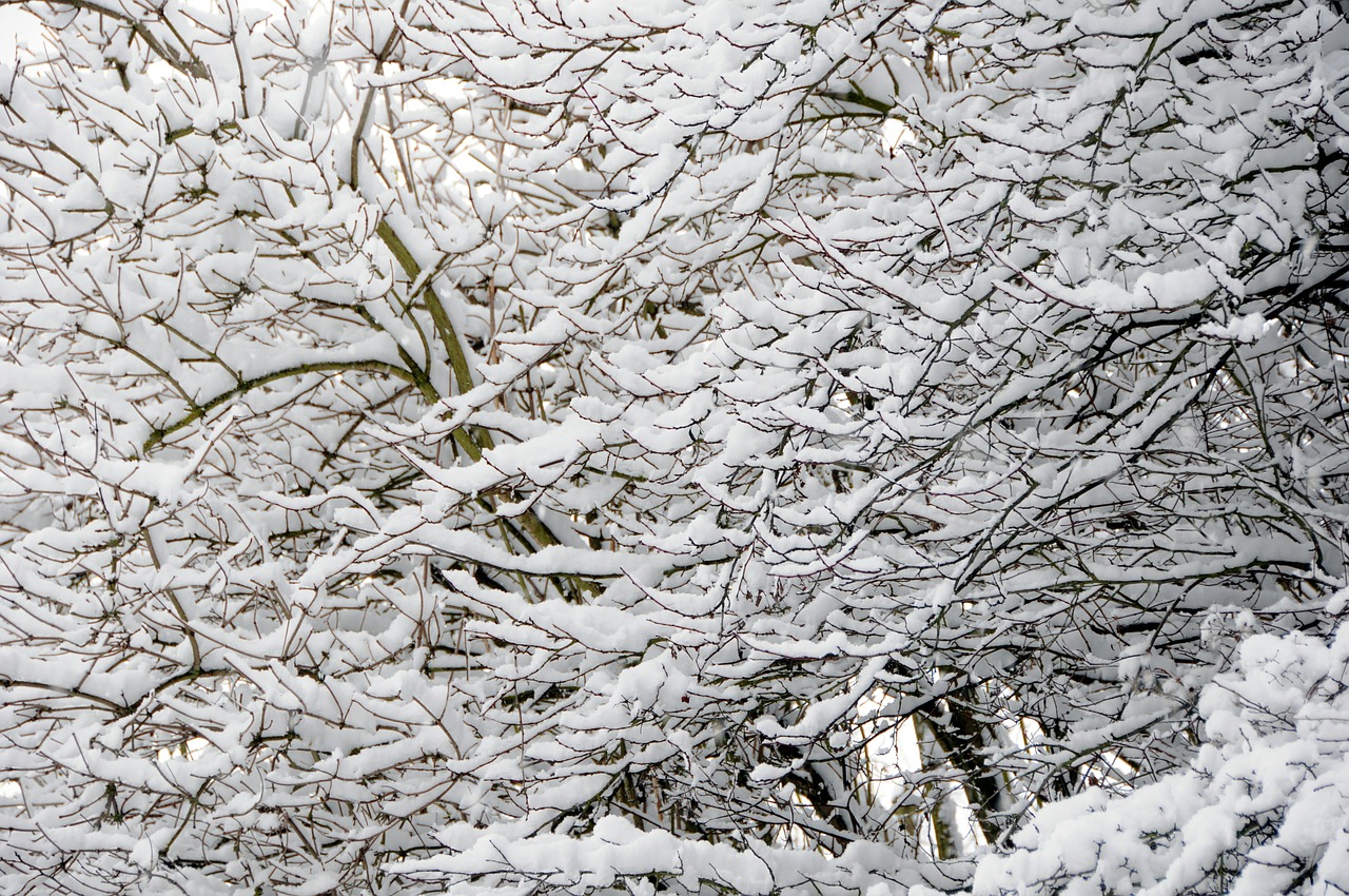 branch snow branches free photo