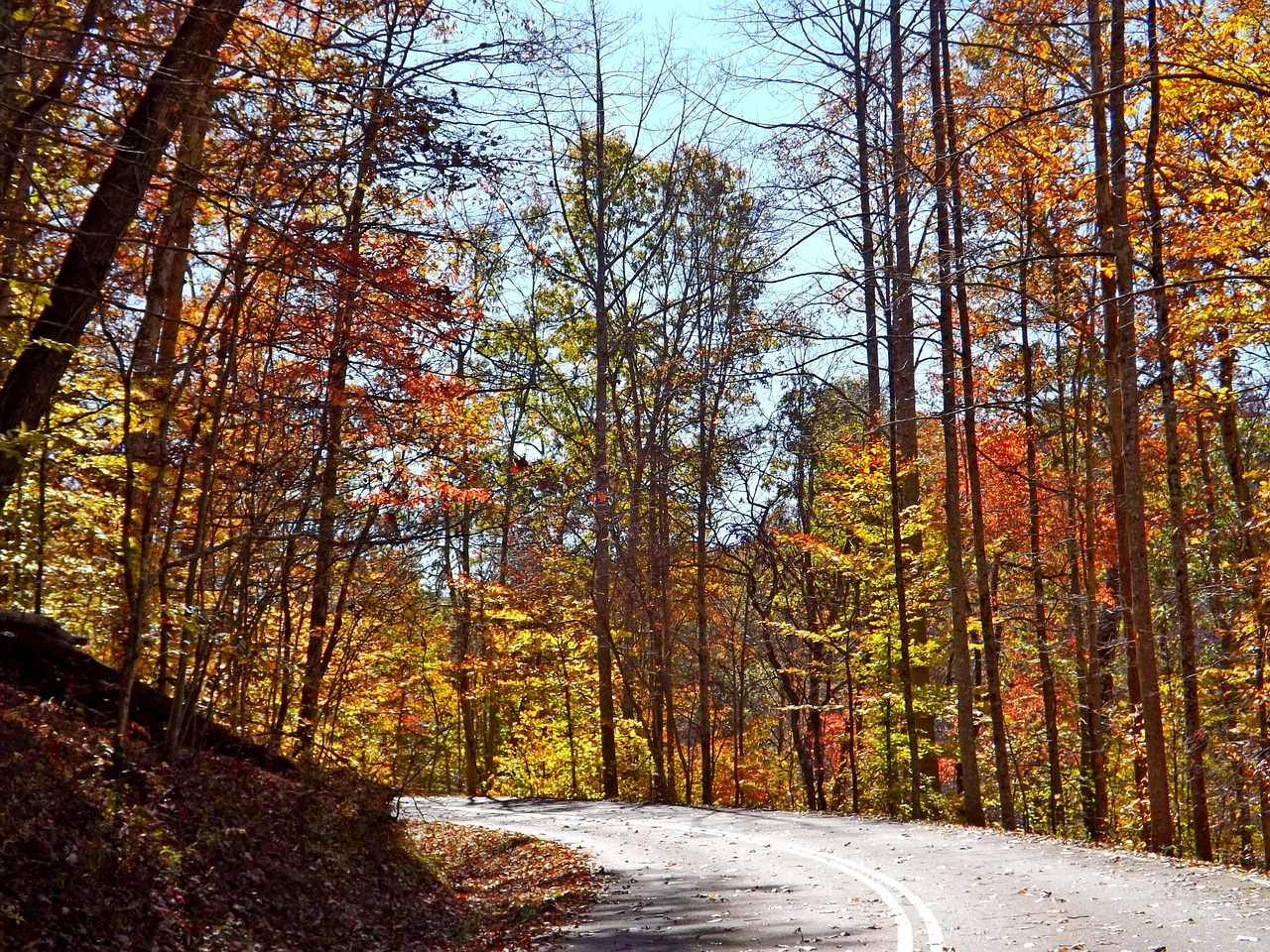 road fall trees free photo