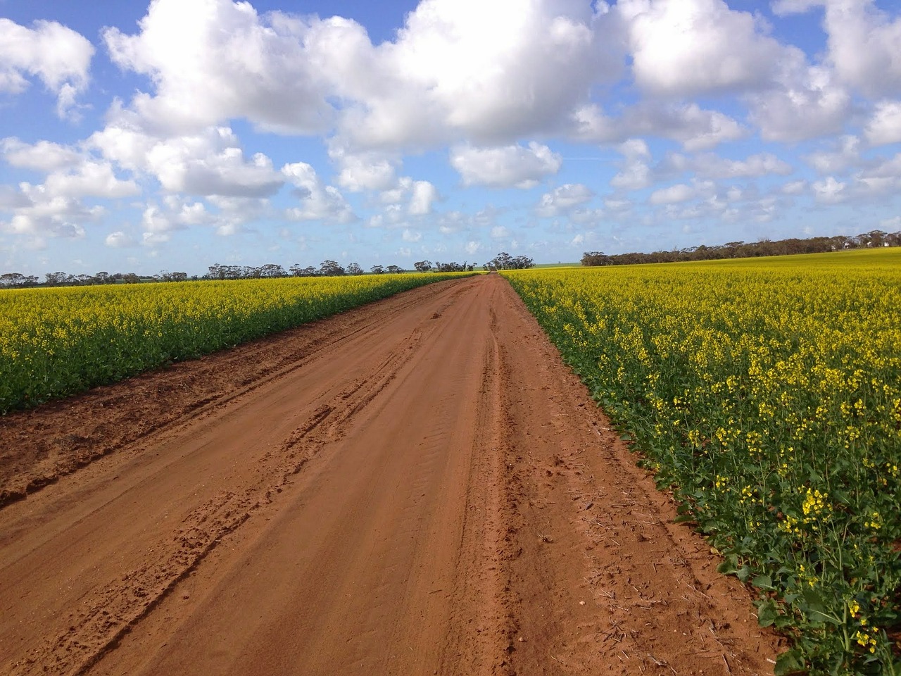 road country canola free photo