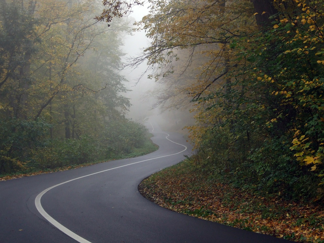 road forest fog free photo