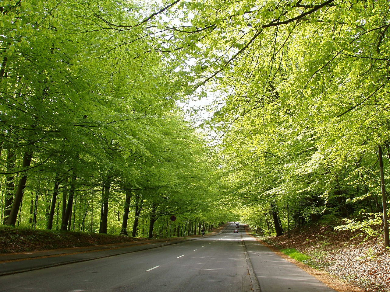 road natural forest free photo