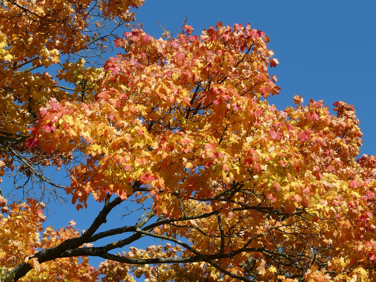 branch tree autumn free photo