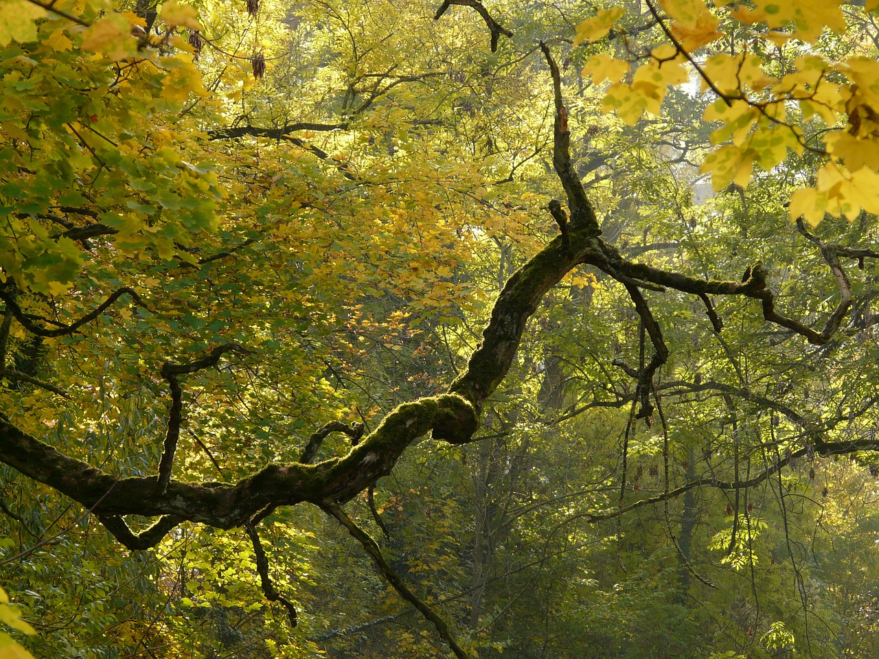 branch bemoost autumn free photo