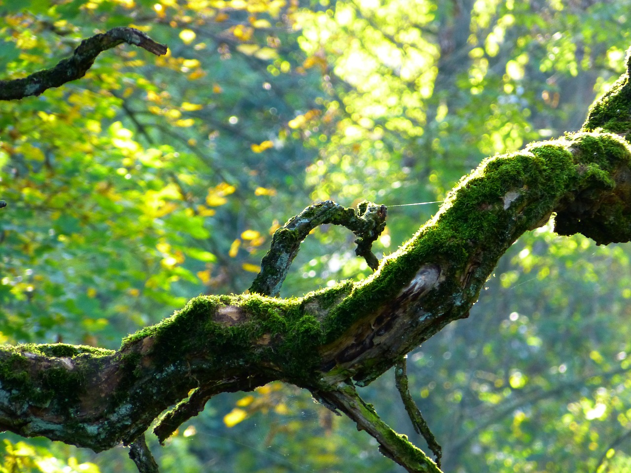 branch tree crooked free photo