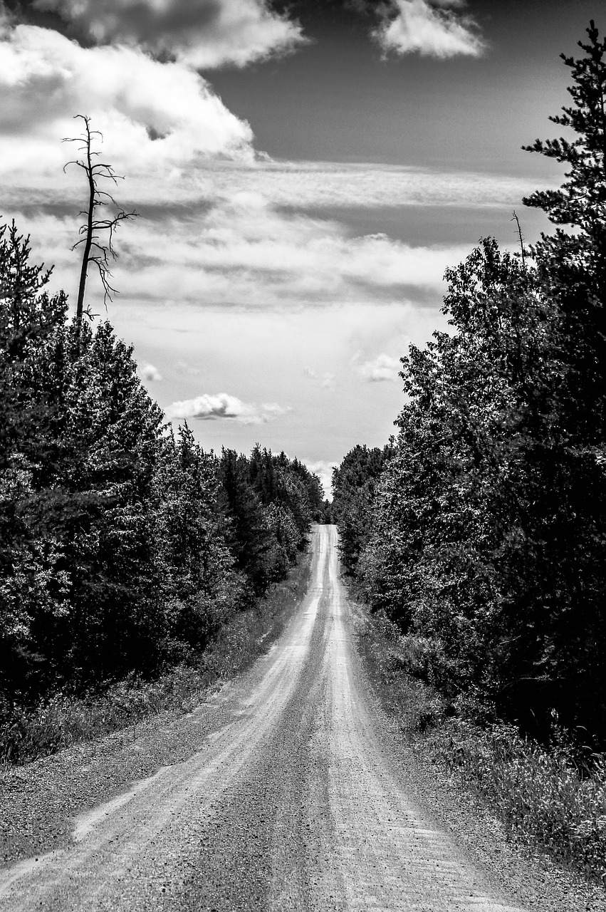 road forest black and white free photo