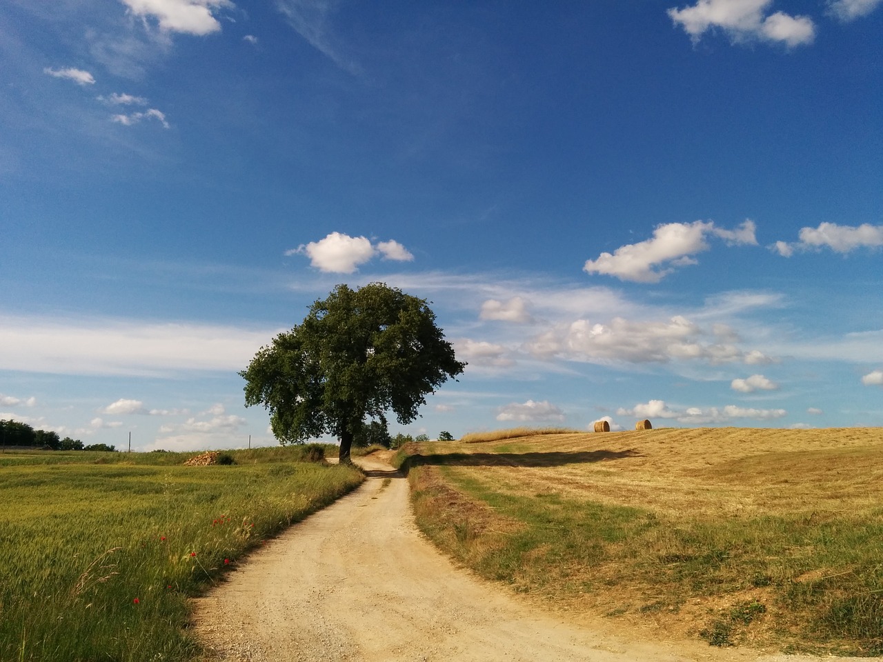 road landscape tree free photo