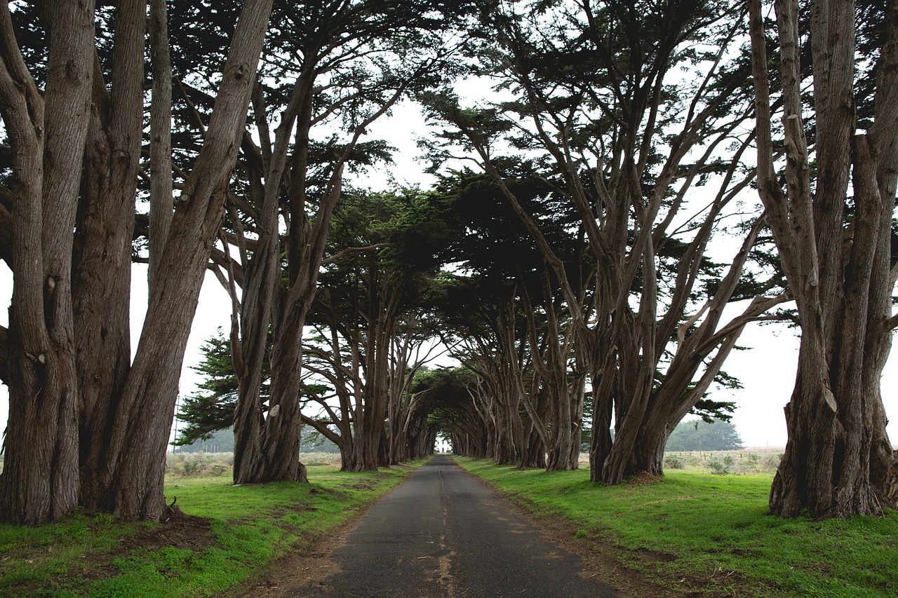 road trees alley free photo