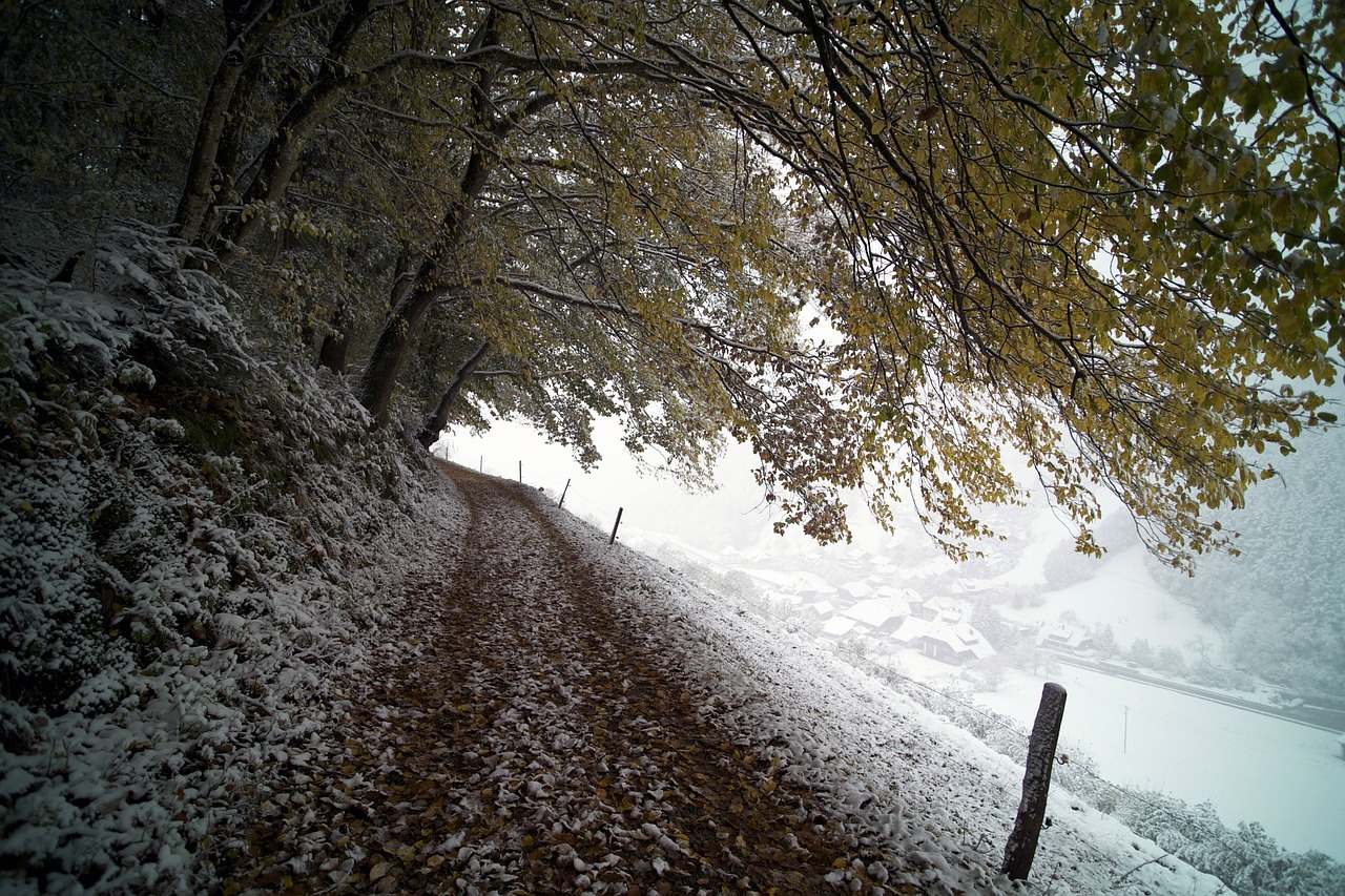 road forest trees free photo