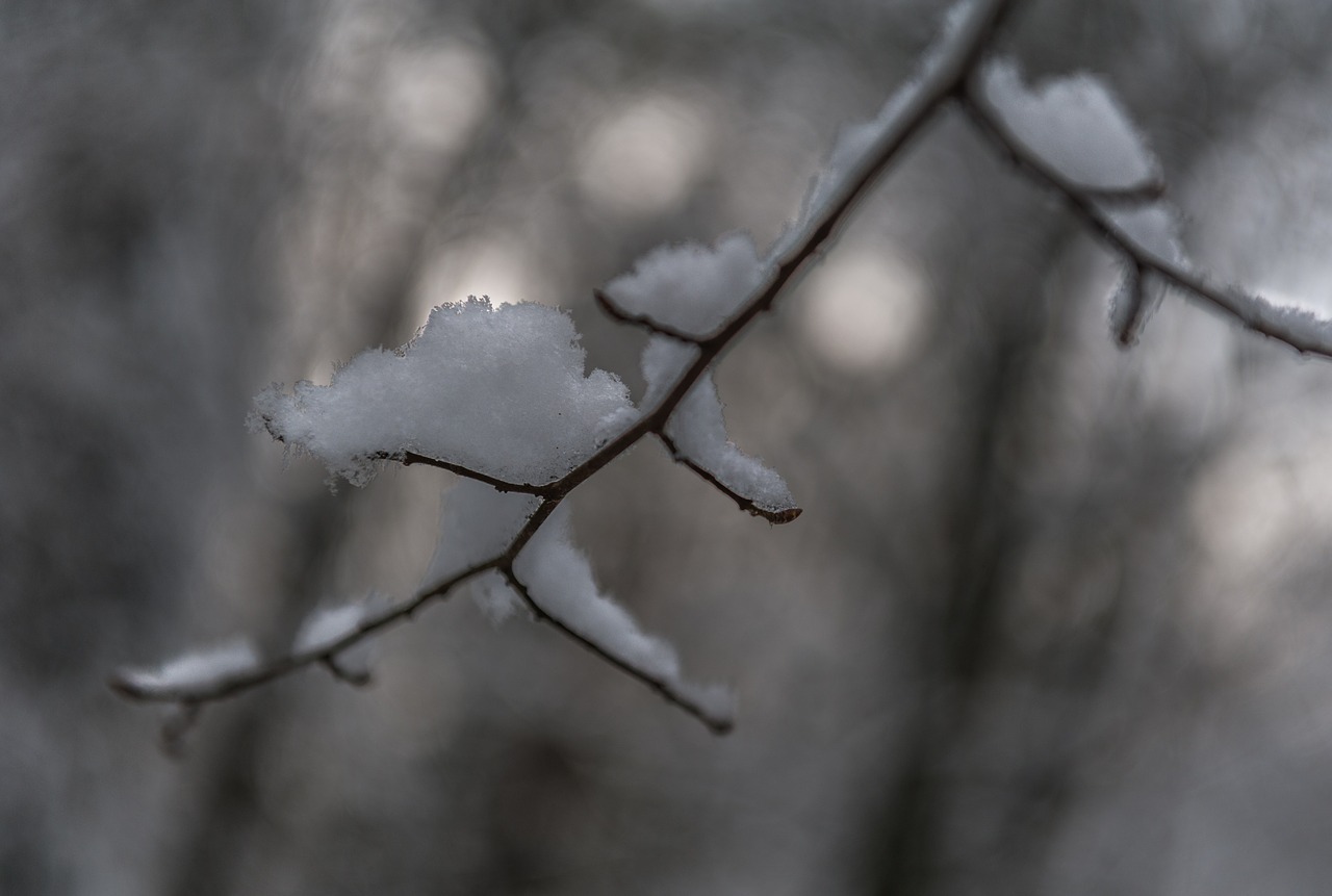 branch snow winter free photo