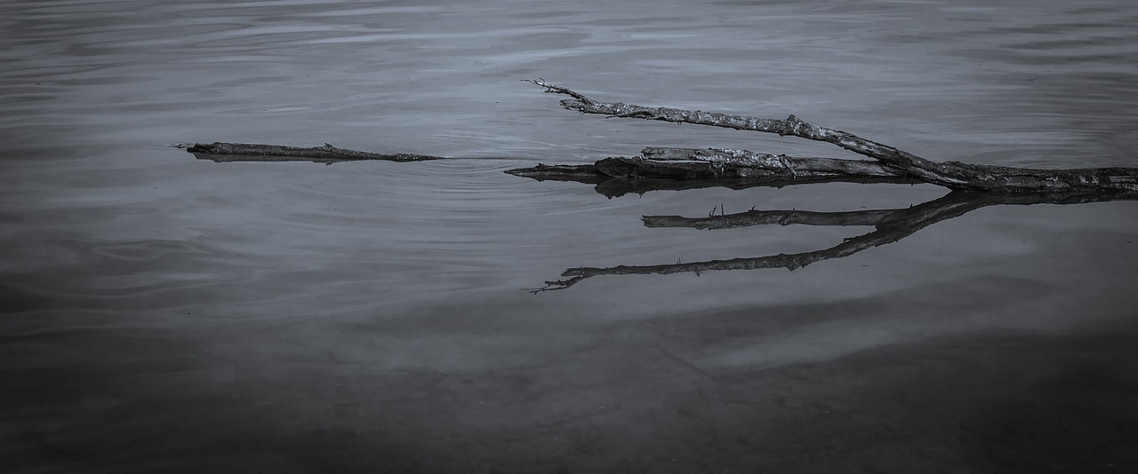 branch lake gloomy free photo