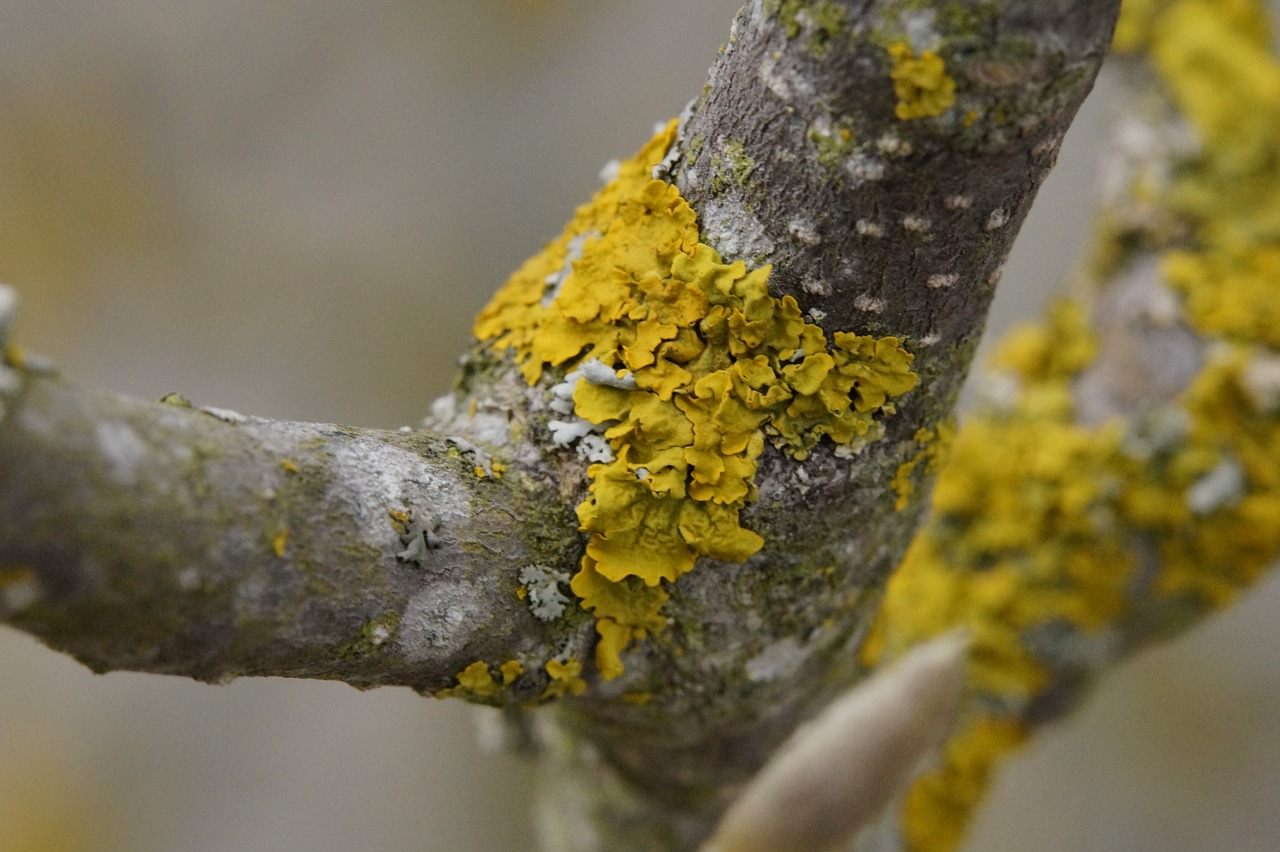 branch lichen tree free photo