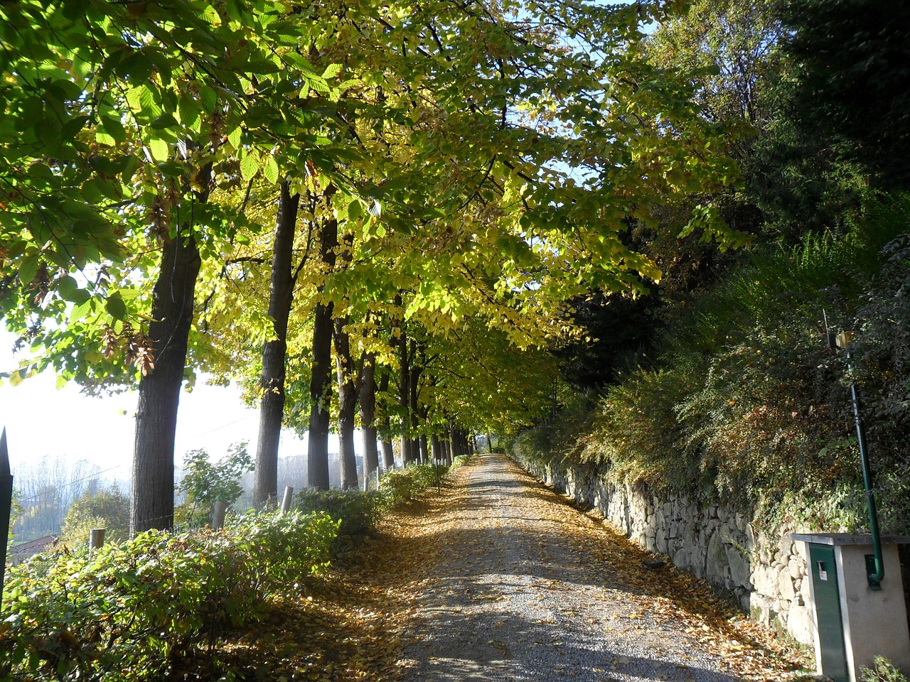 road ascent trees free photo