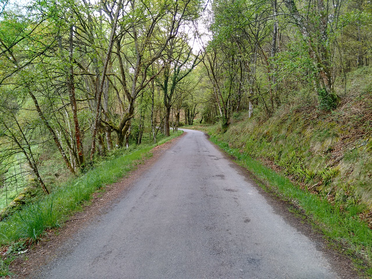 road spring trees free photo