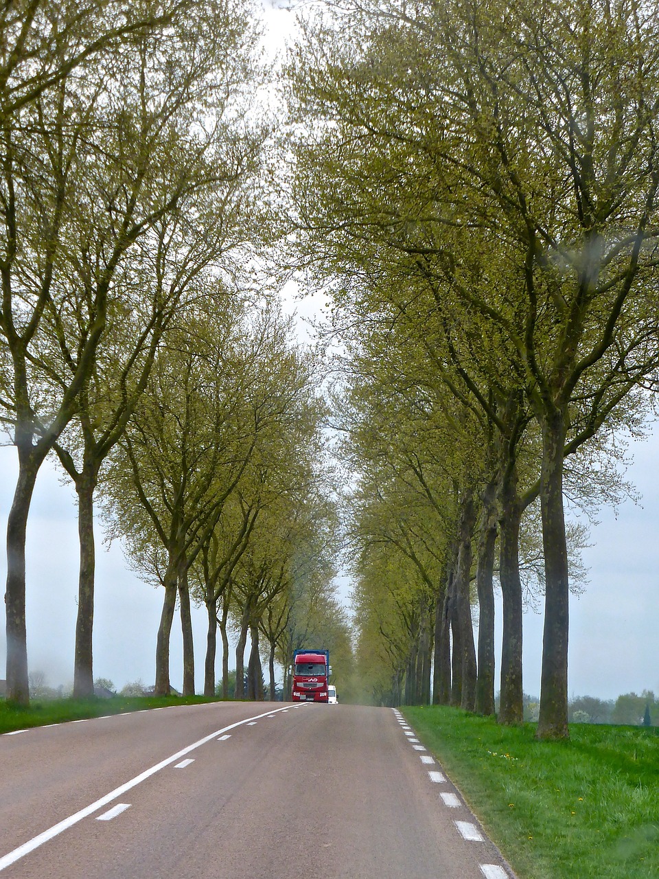 road colonade trees free photo