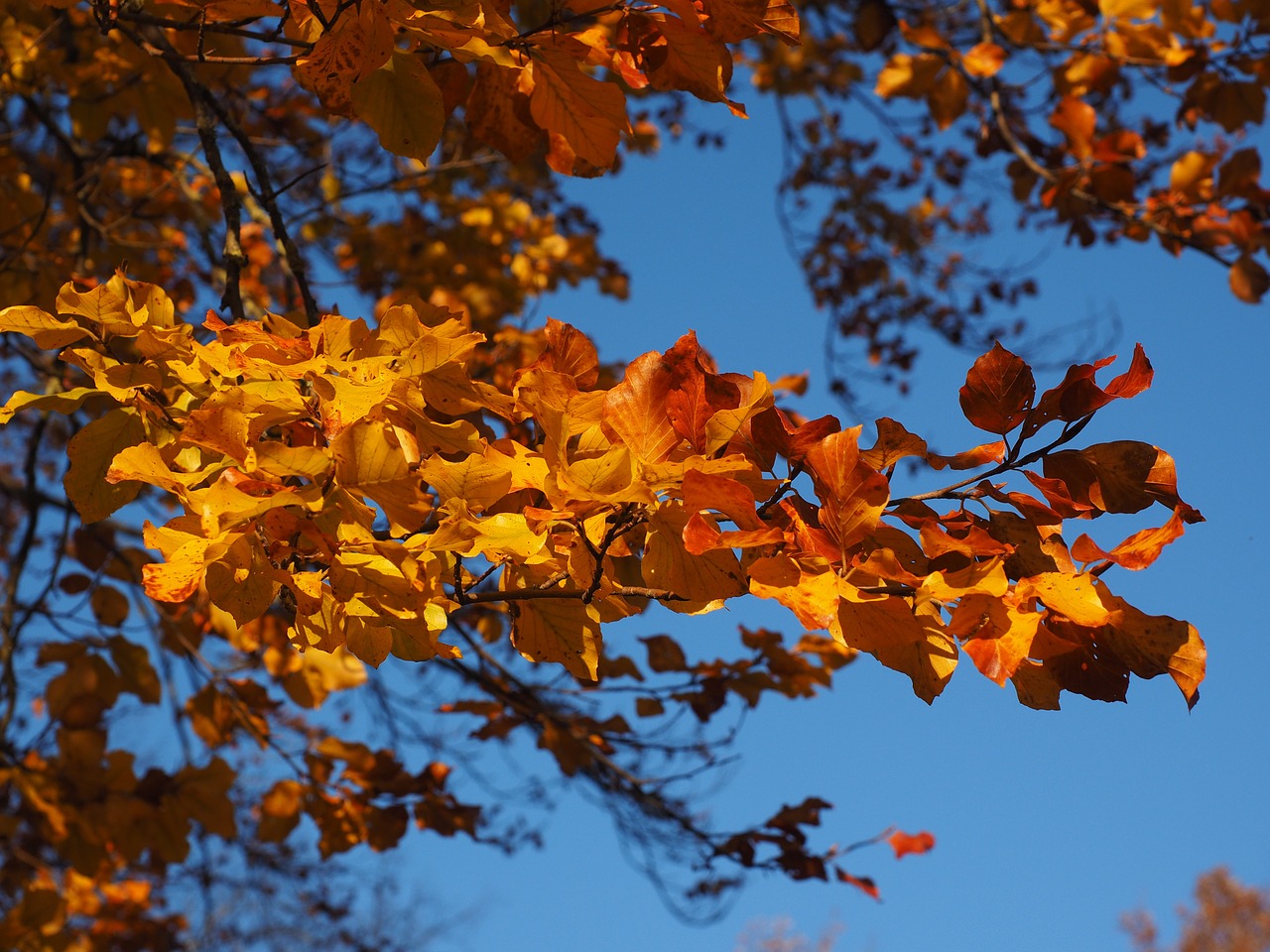 branch leaves beech free photo