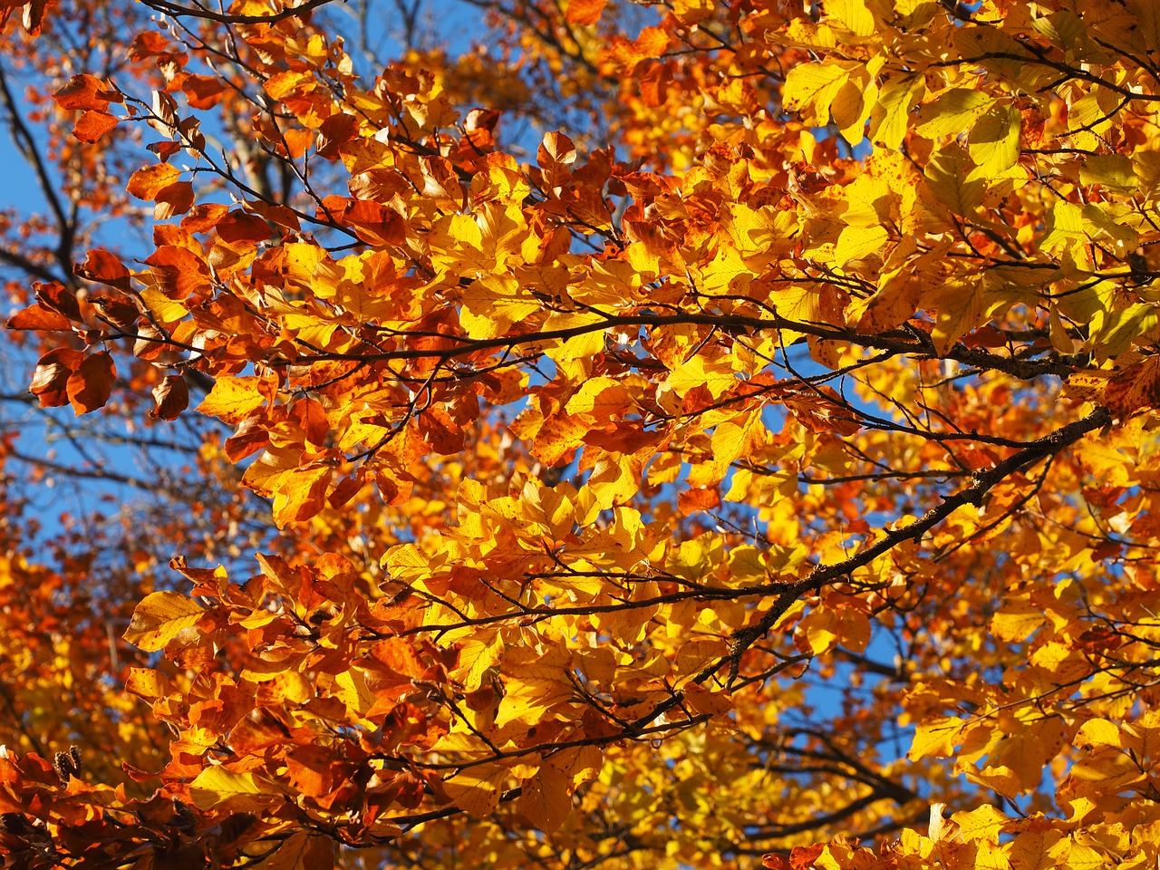 branch leaves beech free photo