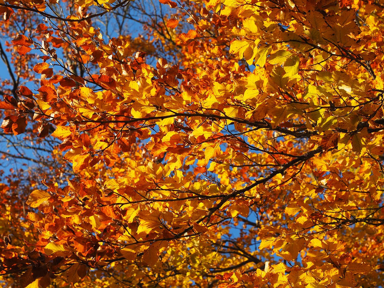 branch leaves beech free photo