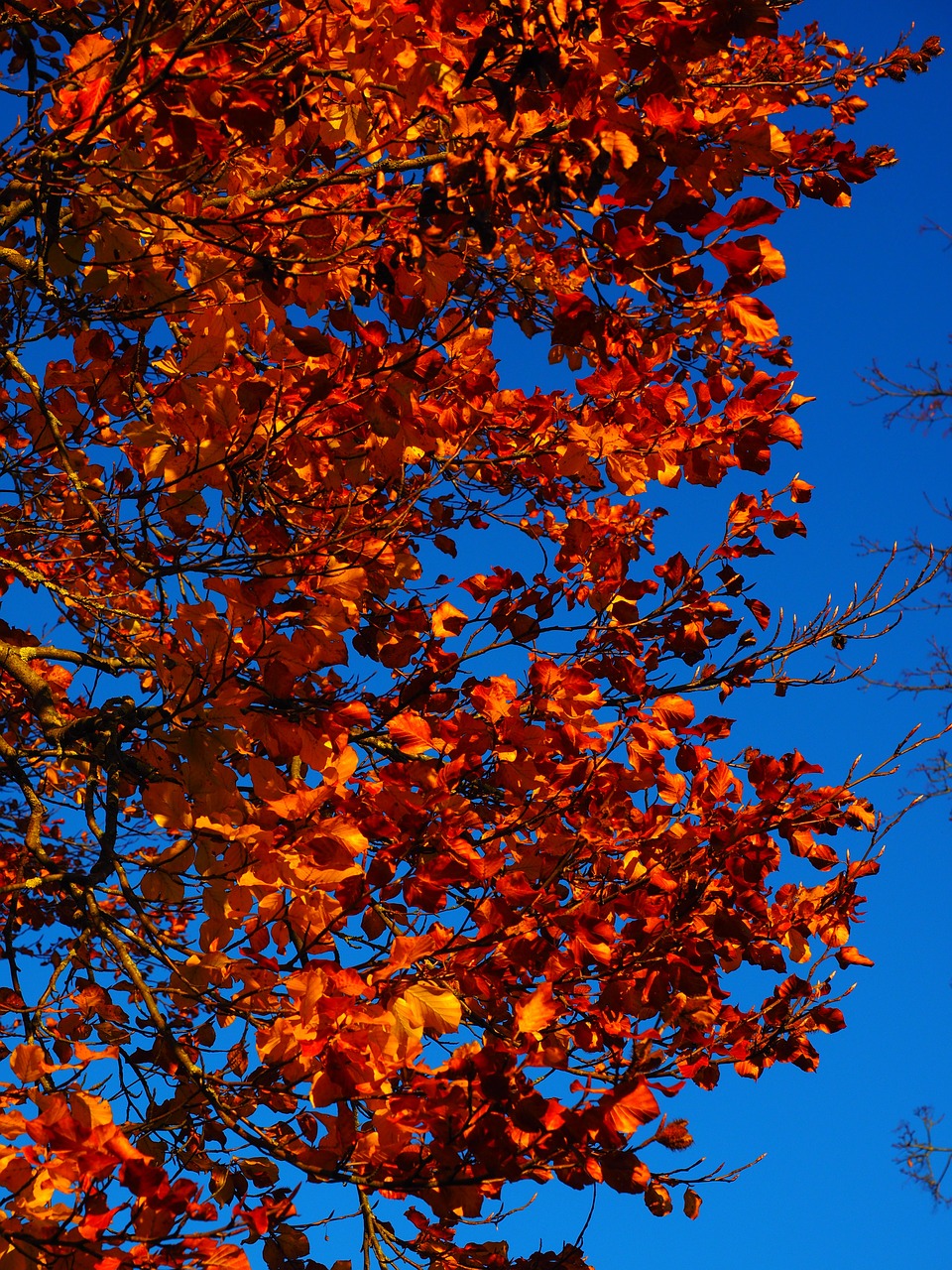 branch leaves beech free photo