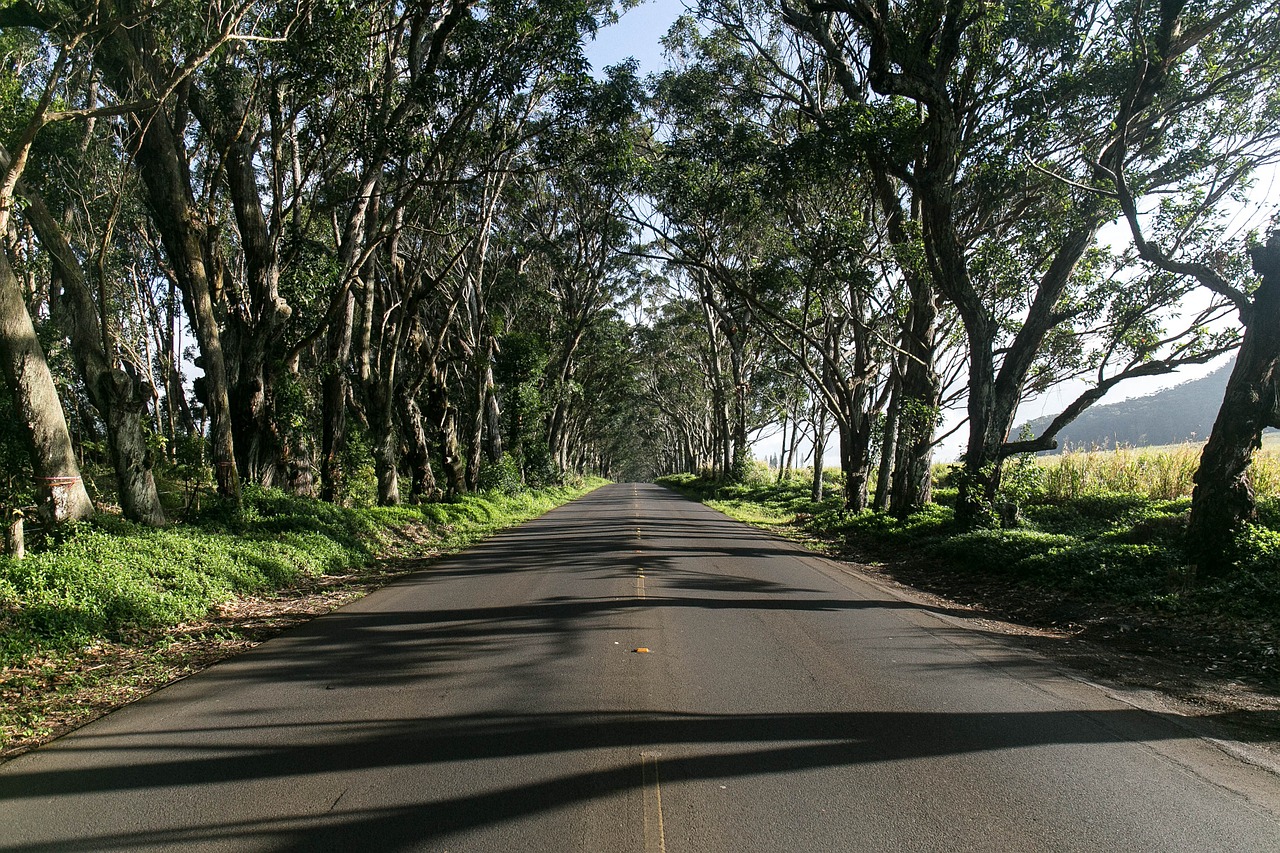 road trees nature free photo