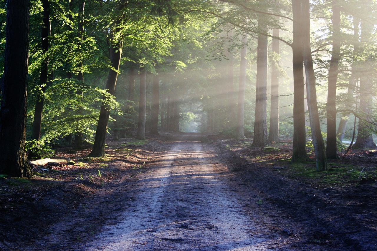 road sun rays free photo