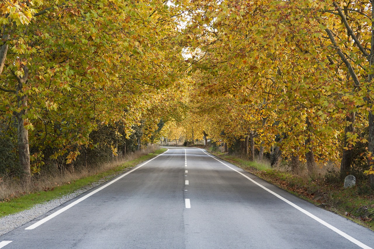 road autumn trees free photo