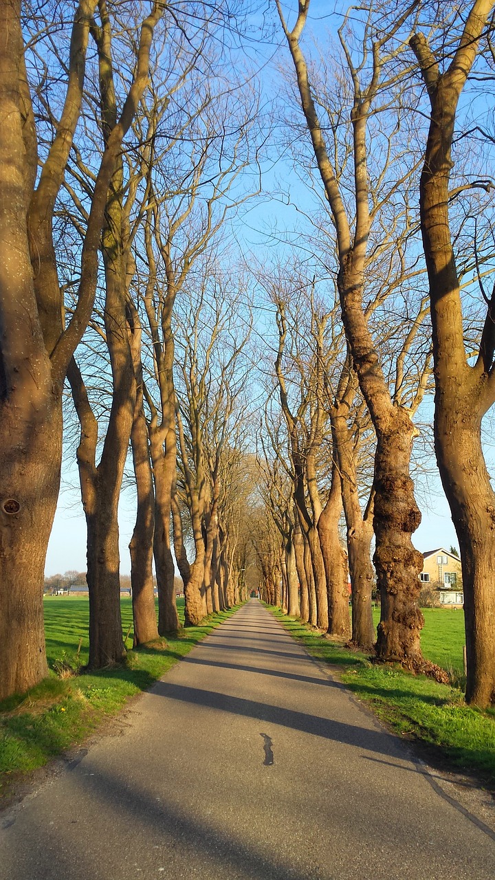 road trees sky free photo