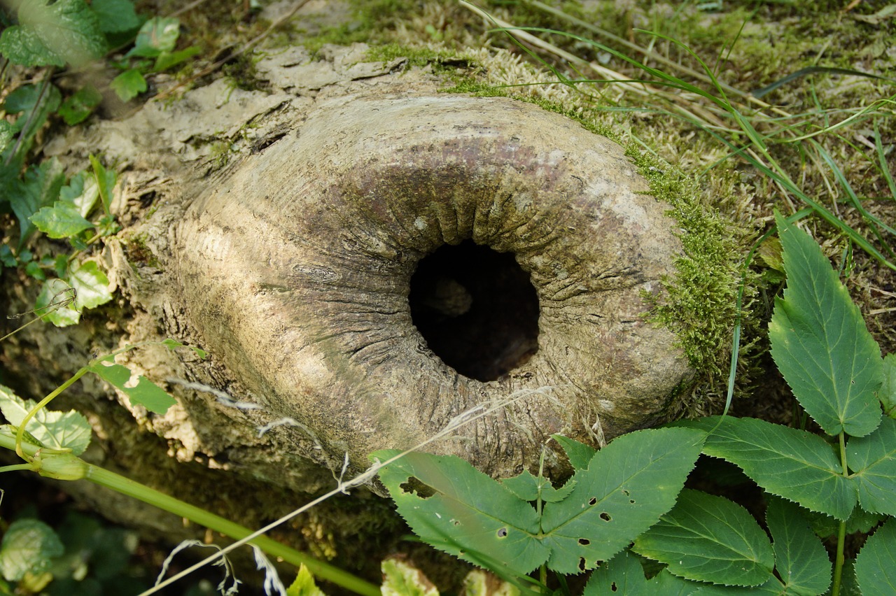 branch knothole cave free photo