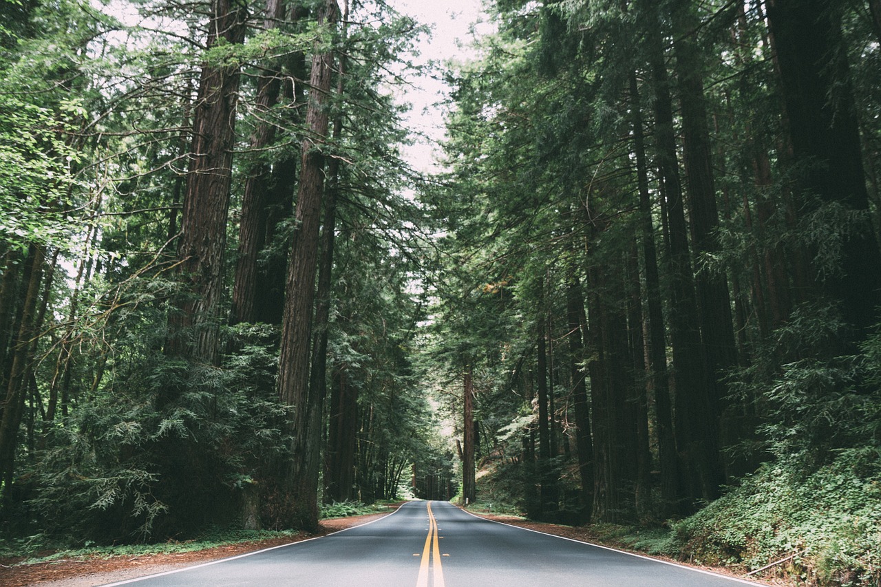 road trees wooded free photo