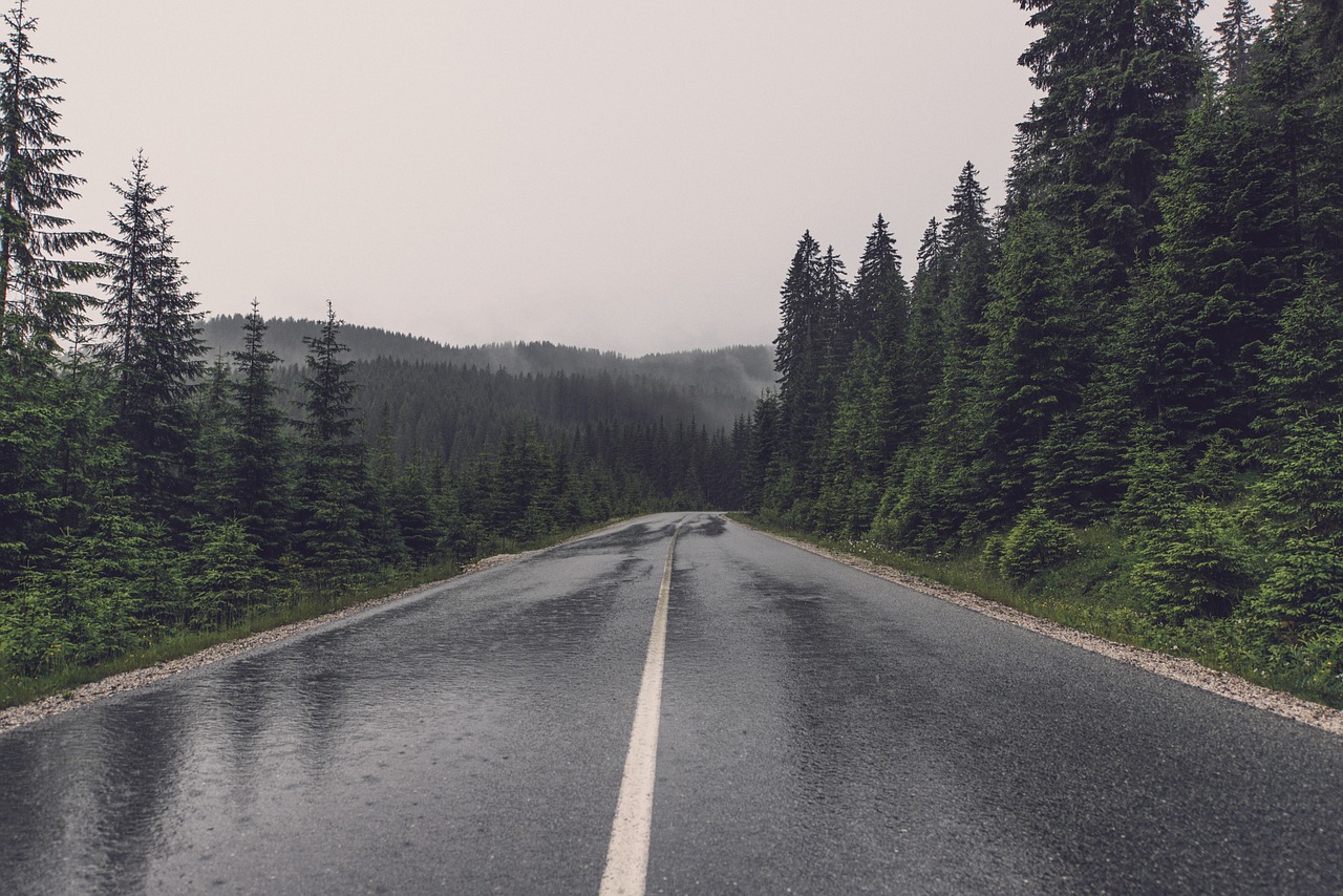 road wet trees free photo