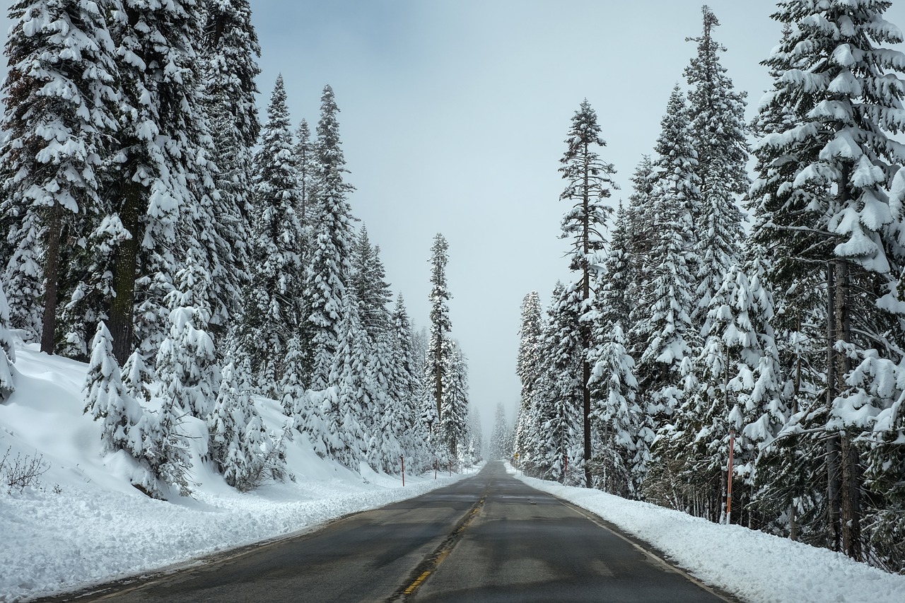 road forest winter free photo