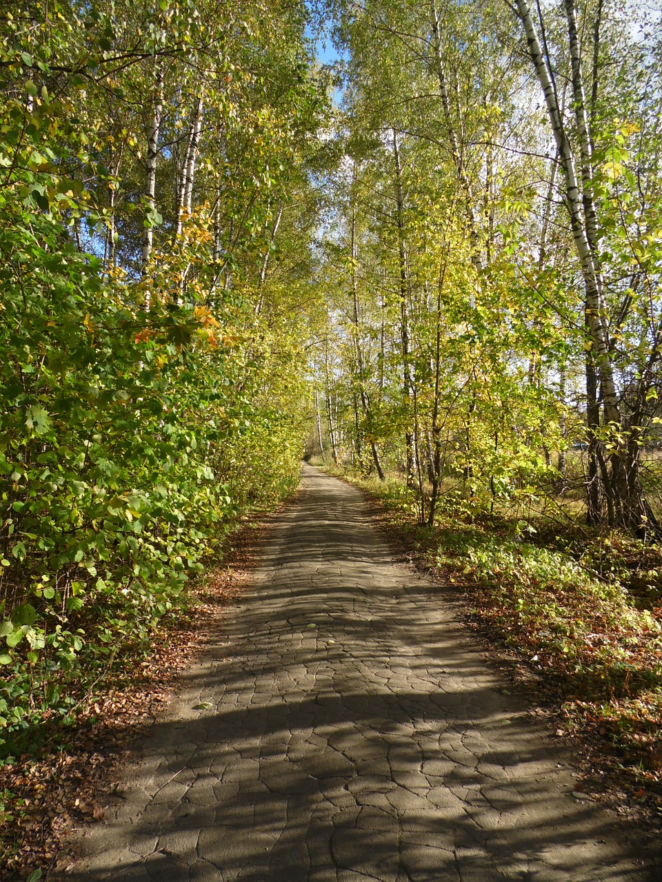 road path forest road free photo