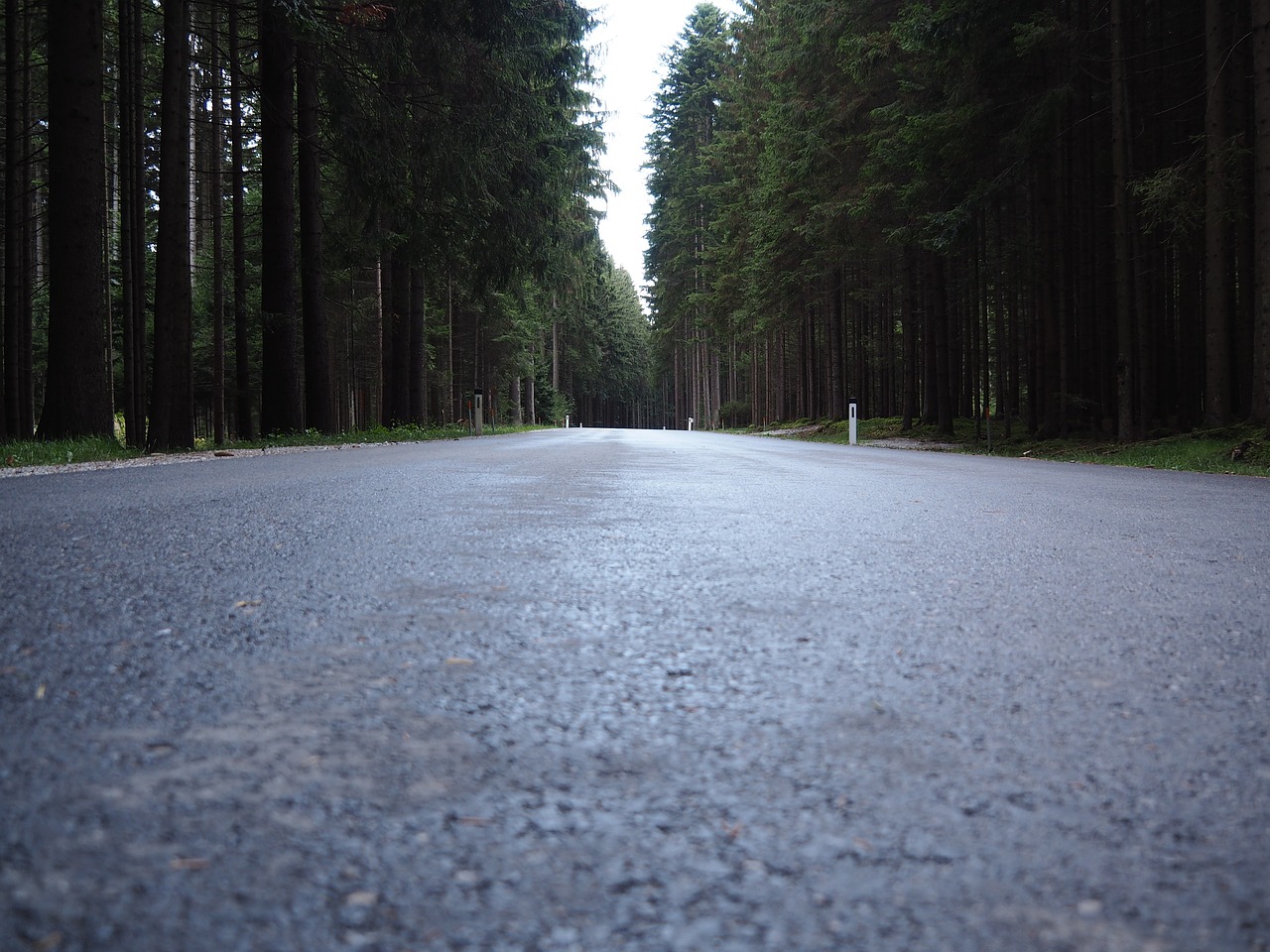 road forest mood trees free photo