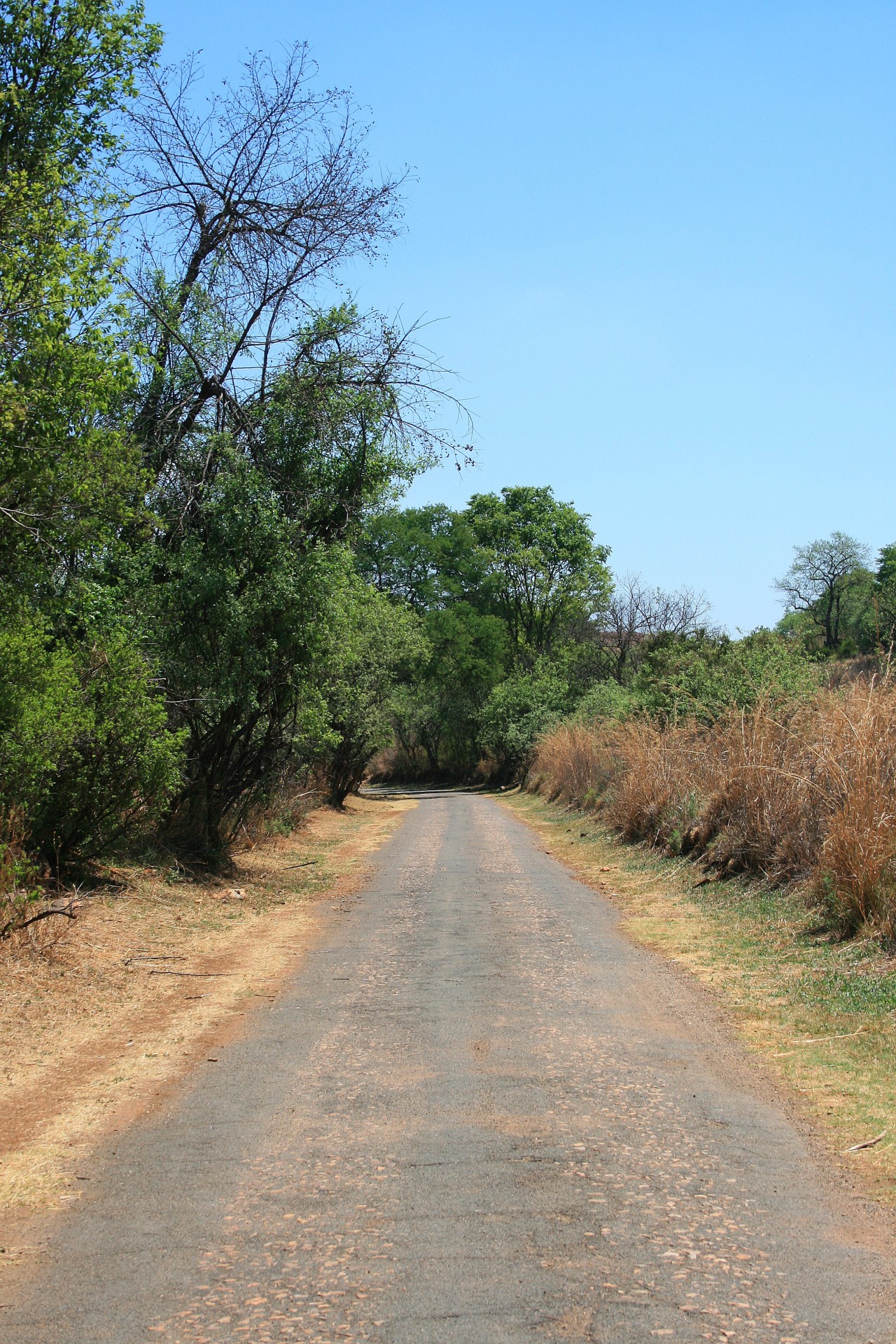 road dirt vegetation free photo