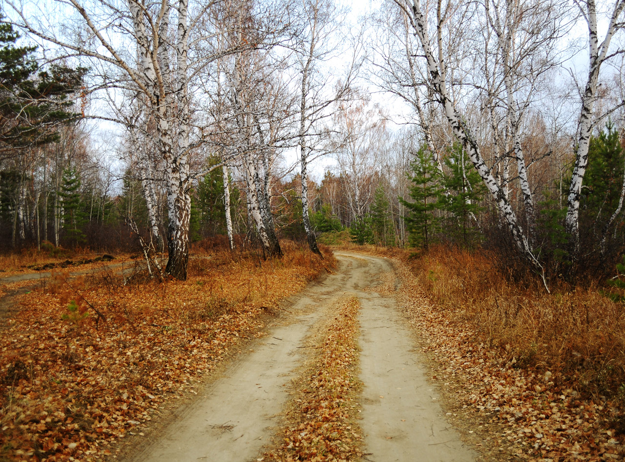 autumn road forest free photo