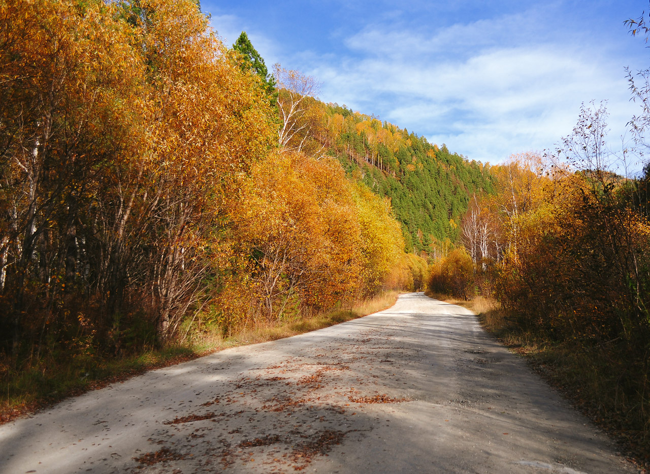 autumn road forest free photo