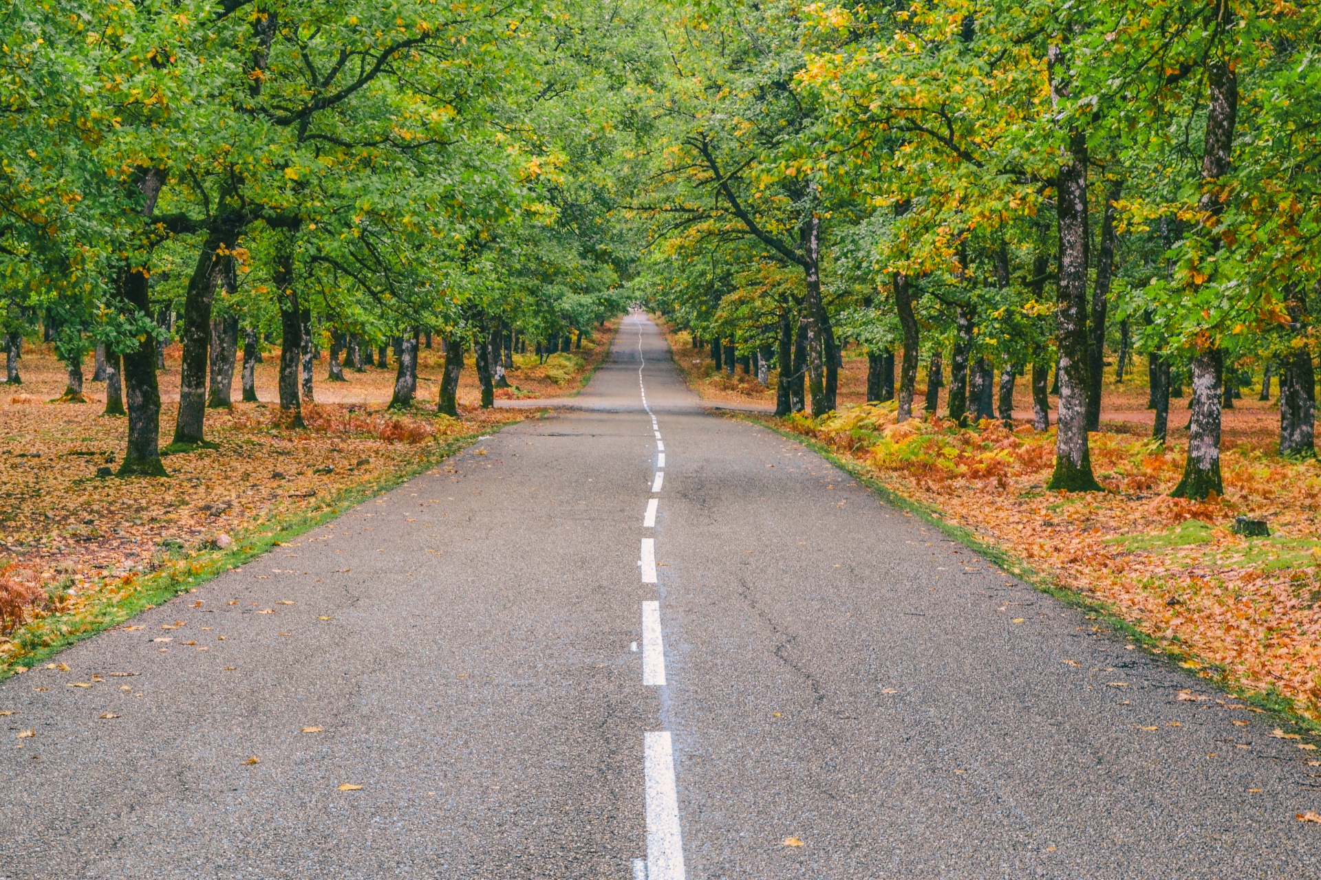 road forest autumn free photo