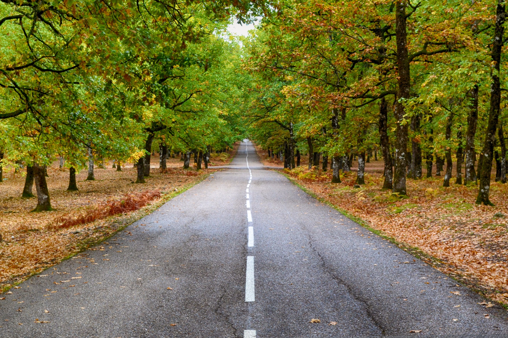 road forest autumn free photo